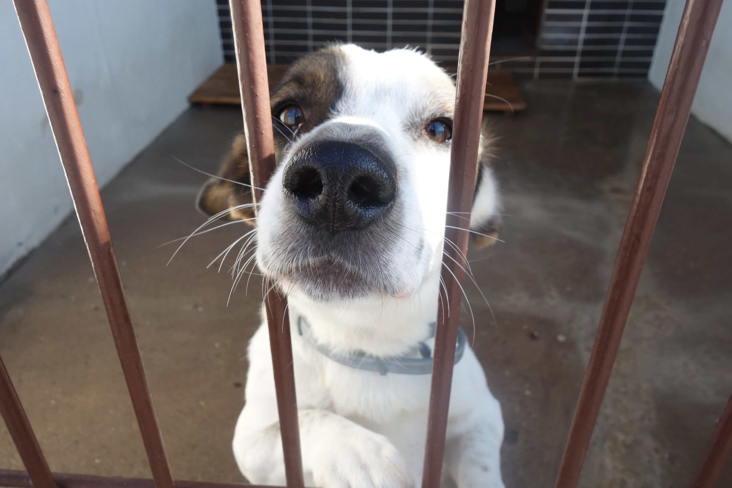 pies schronisko Kraków