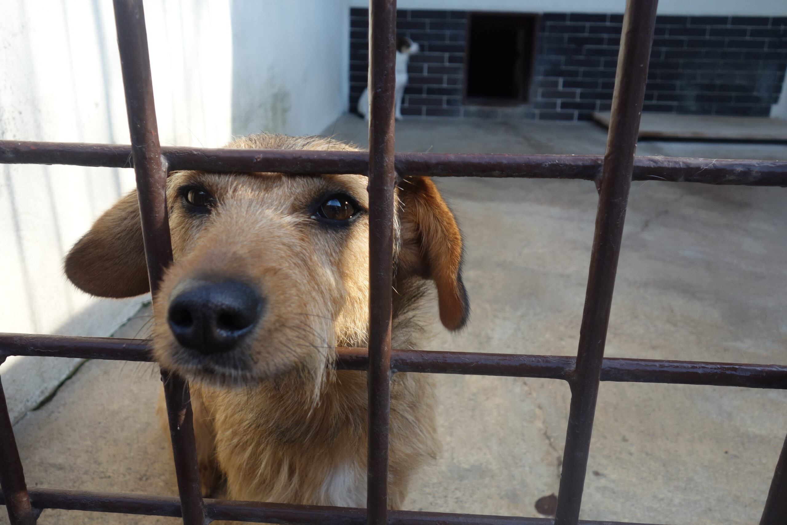 psy - schronisko Kraków