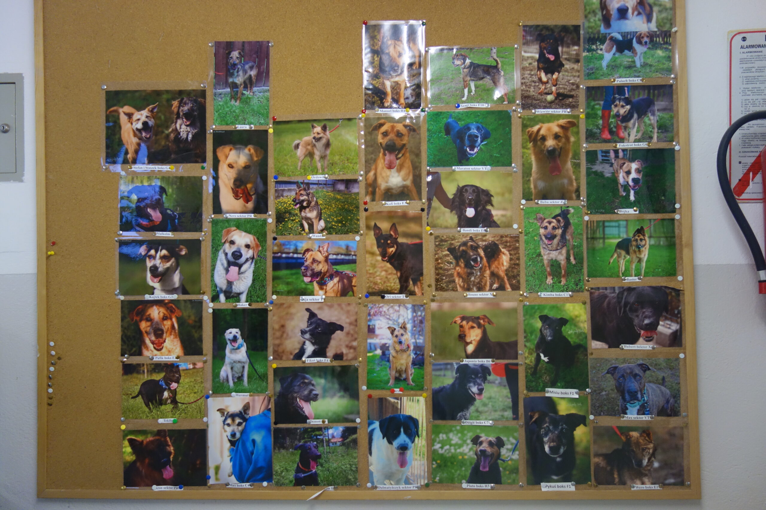 czworonogi - schronisko Kraków