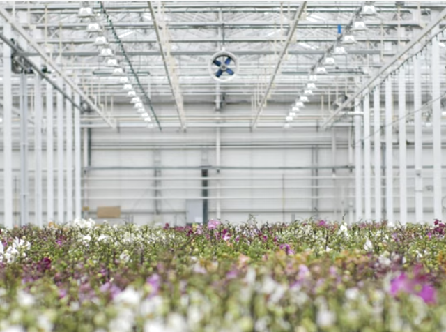 JMP Flowers maksymalizuje zyski dzięki SAP Business One