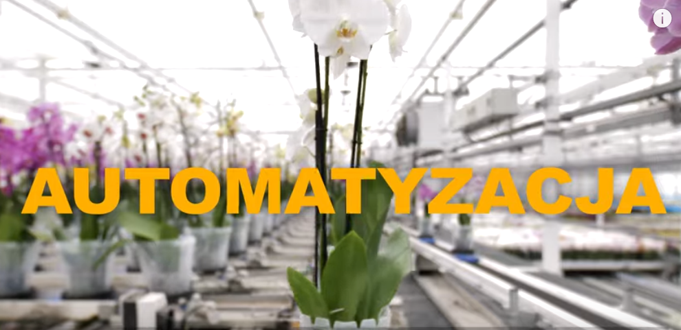 jmp flowers Automatyzacja